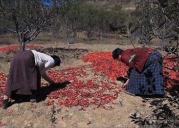 Good income from chilli, Dawakha in Paro