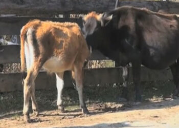 Livestock depredation on the rise, Saephu in Wangdue Phodrang