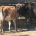 Livestock depredation on the rise, Saephu in Wangdue Phodrang