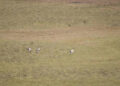 Black-necked cranes start arriving in the country