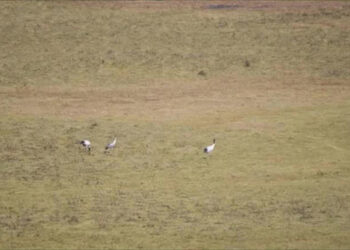 Black-necked cranes start arriving in the country