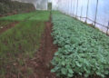 Dagana growing more mandatory vegetables