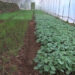 Dagana growing more mandatory vegetables
