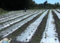 Demand for vegetable seeds on the rise, Shompangkha in Sarpang