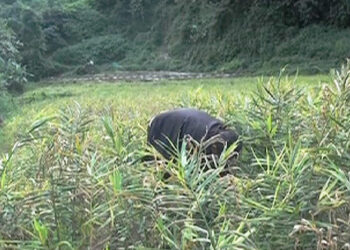 Growing ginger profitable despite having no access to road, Tsirang