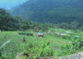 Restoring irrigation canal after almost two decades brings joy to the farmers, Pema Gatshel