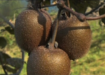Kiwifruit trial project successful, Zhemgang