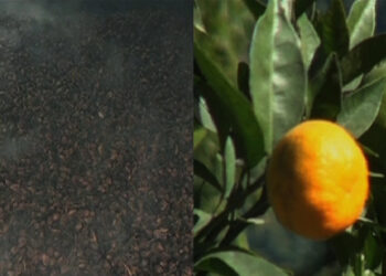 Mandarin farmers worried about marketing, Zhemgang