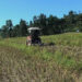 Mass cultivation of mustard and a hybrid-maize variety during winter, Sarpang