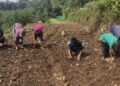 A shot at mass cultivation of onions, Samdrup Jongkhar
