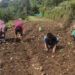 A shot at mass cultivation of onions, Samdrup Jongkhar
