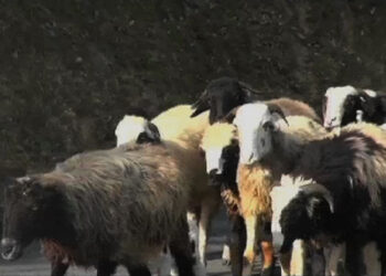 Declining sheep rearing culture, Tsirang