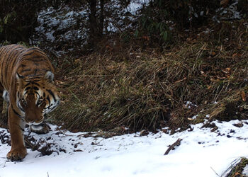 Ensuring conservation and protection of tigers in the country