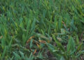 Farmers venture into mass turmeric cultivation, Dagana