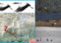 Two GSM tagged cranes back in the country