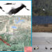 Two GSM tagged cranes back in the country