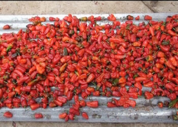 Urka Bangla fetches good price, Trashi Yangtse