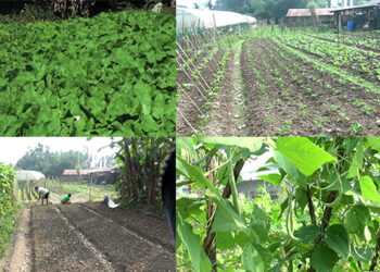 Government encourages mass winter vegetable production across the country