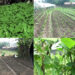 Government encourages mass winter vegetable production across the country