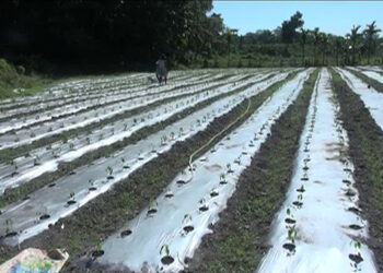 Shompangkha gearing up to produce abundant winter vegetable, Sarpang