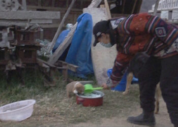 Zeus for stray and homeless, feeding and taking care of more than 300 stray dogs every day, Thimphu