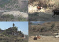 Rampant cattle lifting in Bjenag Gewog- Wangdue Phodrang