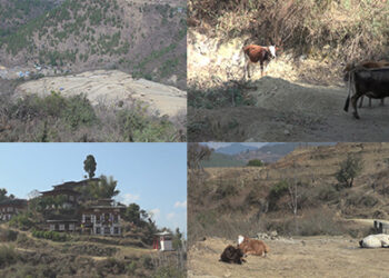 Rampant cattle lifting in Bjenag Gewog- Wangdue Phodrang