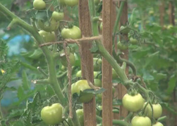 Mass tomato cultivation in Tsirang