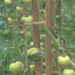Mass tomato cultivation in Tsirang