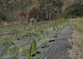 Farmers cultivate green chillies for the first time in Jangdung village, Monggar