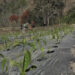 Farmers cultivate green chillies for the first time in Jangdung village, Monggar