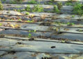 Agriculture extension offices should have pesticides in stock, farmers in Sarpang