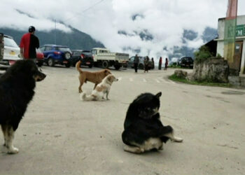 Increasing number of stray dogs in Zhemgang