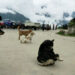 Increasing number of stray dogs in Zhemgang