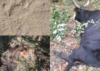 Villagers worry about tiger-predation, Nubi- Trongsa