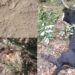 Villagers worry about tiger-predation, Nubi- Trongsa