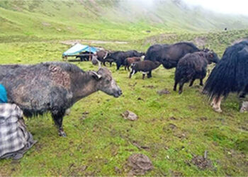 Highlanders sacrifice yaks for slaughter after the pandemic hit their dairy and cordyceps businesses