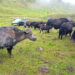 Highlanders sacrifice yaks for slaughter after the pandemic hit their dairy and cordyceps businesses