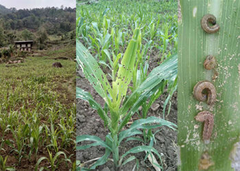 Harassment cases tripled in 2020 in the capital