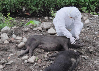 Outbreak of the African Swine Fever in Phuentshogling