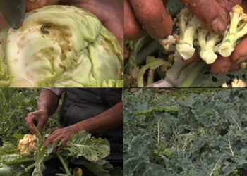 Farmers in Choongkha lose their crops to new pests, Chhukha