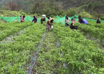 Successful trial winter chilli programme delights farmers of Jangdoong, Monggar