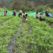 Successful trial winter chilli programme delights farmers of Jangdoong, Monggar