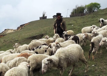 Sheep rearing declining due to wild animal and dog attacks in Merag, Trashigang