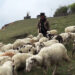 Sheep rearing declining due to wild animal and dog attacks in Merag, Trashigang