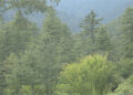 Bhutan’s forests absorb carbon dioxide 10 times more than the country’s annual emission