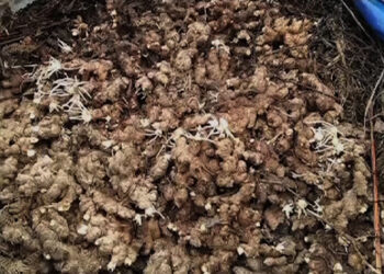 Farmers of Khangma wait for FCBL to buy their ginger- Pema Gatshel