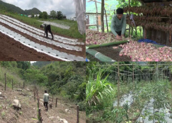 A model farm in Nanong Gewog, Pema Gatshel