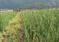 Farmers of Khangma growing onions on a large scale- Pema Gatshel