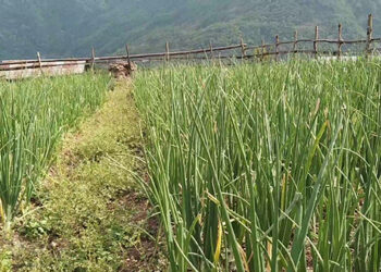 Farmers of Khangma growing onions on a large scale- Pema Gatshel